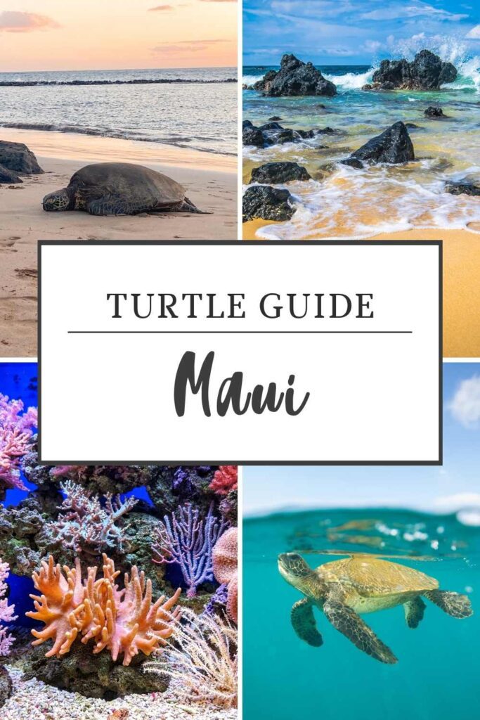swim with turtles in maui