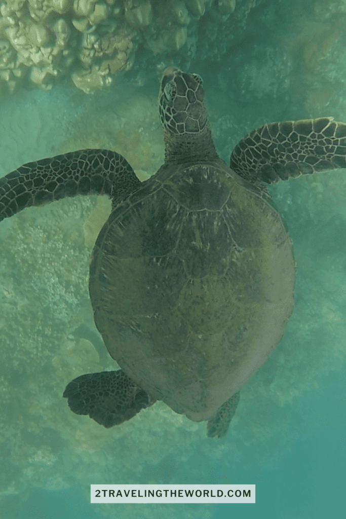 swim with turtles in maui. This image was taken from our go pro while paddle boarding in Napili Bay. The image shows a maui green sea turtle up close. The water is slightly foggy but you can still see the fins of the turtle. Napili is a great place to swim with turtles on Maui!