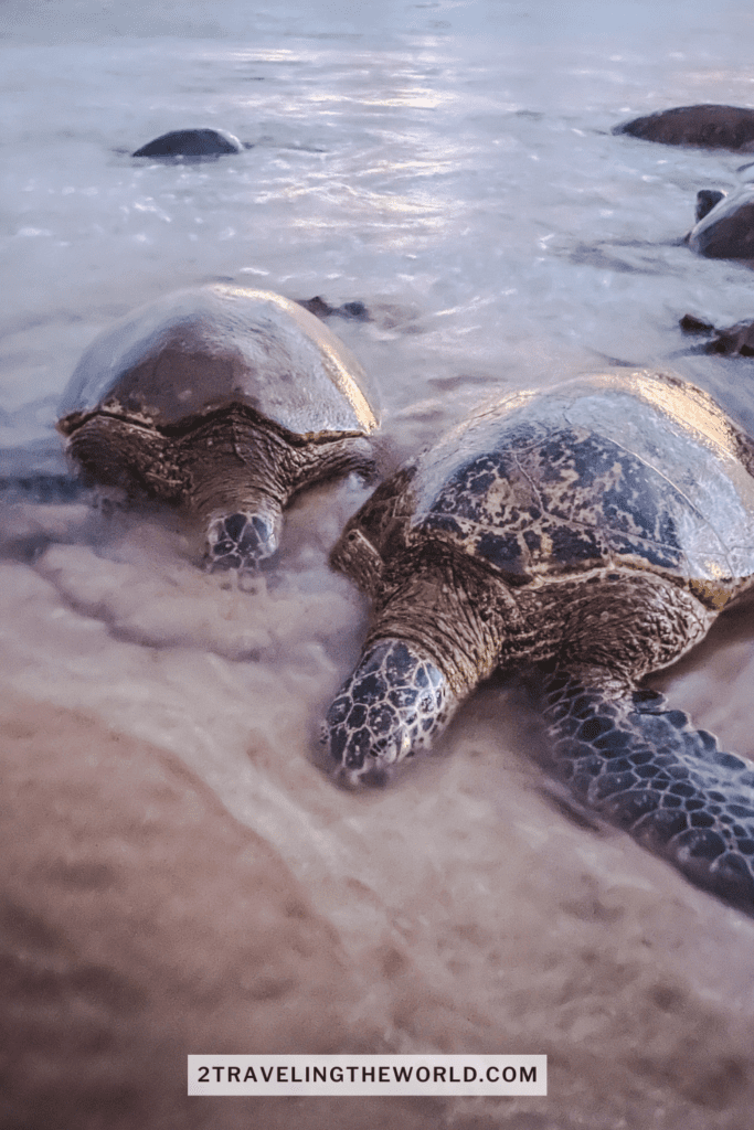 turtle town maui. This image shows 2 massive turtles in maui that are in 6 inch deep water. One has his head above water and the other turtle has his head under the water.