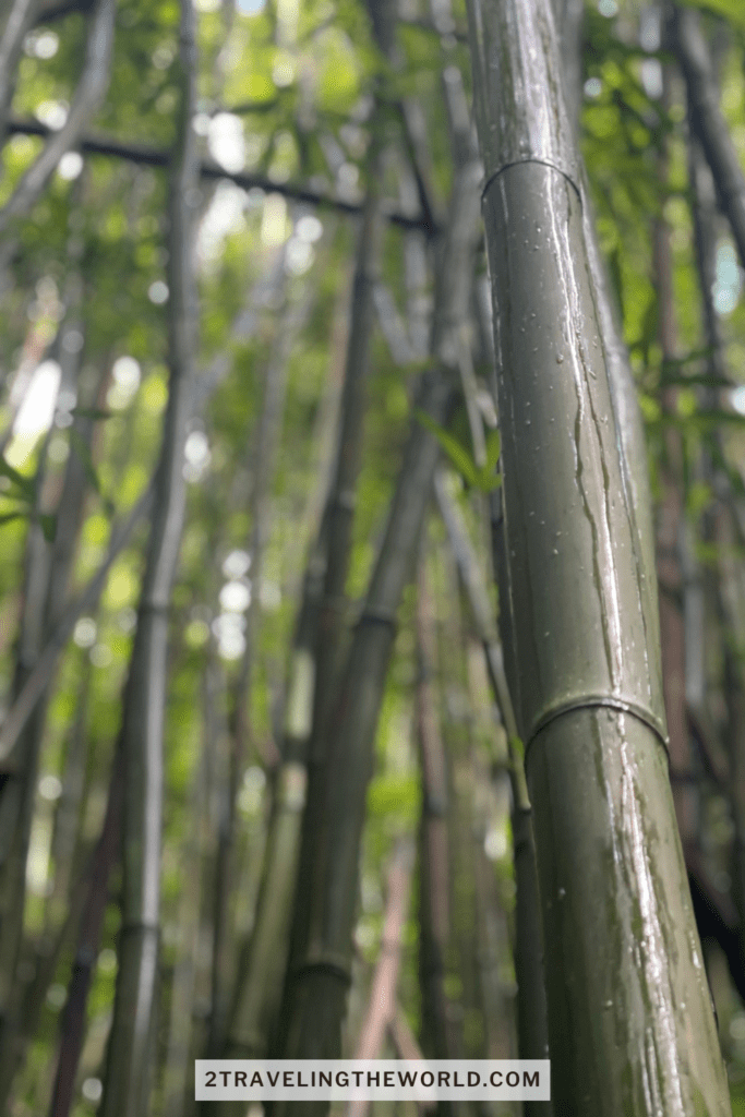 Pipiwai Trail Hike through Bamboo forest to Waimoku Falls. This is a close up of the bamboo forest in maui.