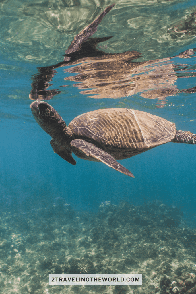 hawaiian green sea turtle snorkeling in maui