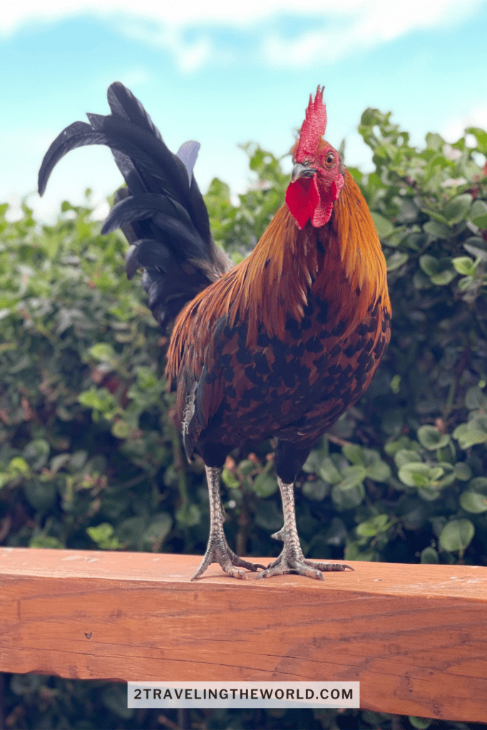 maui brew company rooster at maui brew co