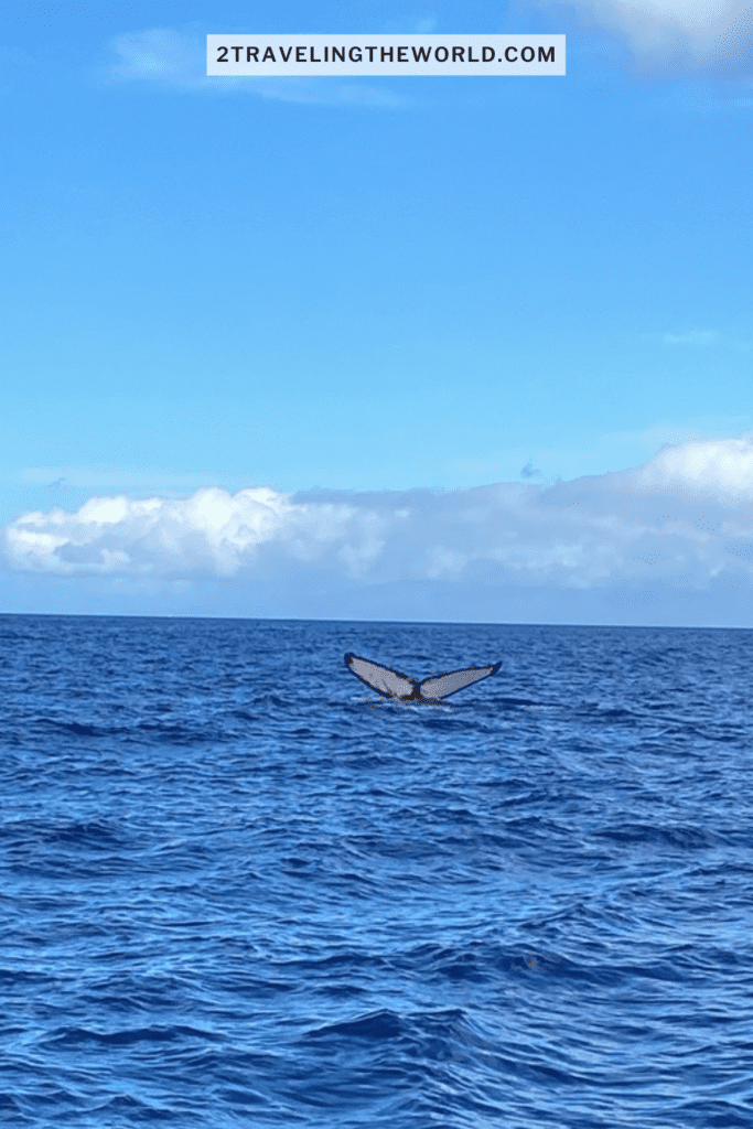 top humpback whale watching tour on maui. this image shows humpback whale tail coming out of the water.