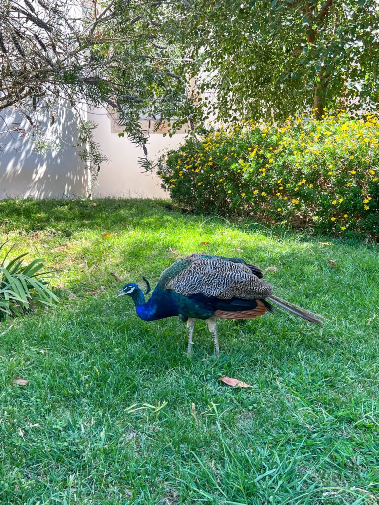 peacocks roaming historic city garden of Evora Portugal