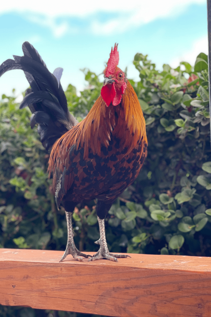 pinterest tips for vacationing on the second largest hawaiian island with roosters