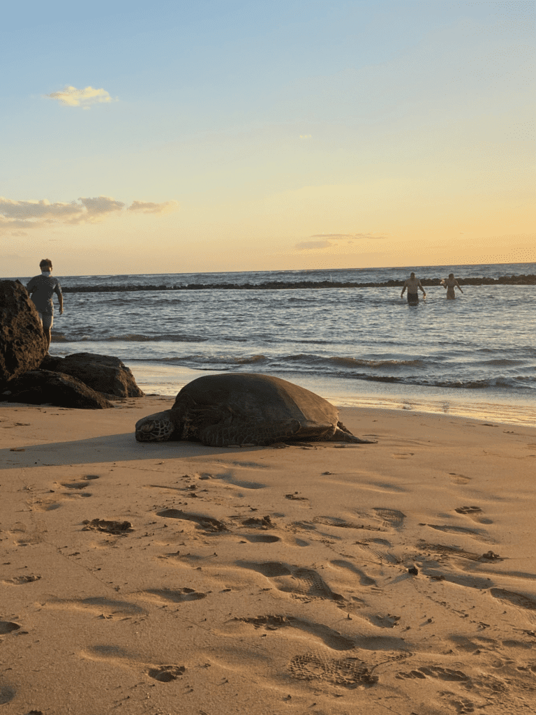 turtles on the beach in east Maui