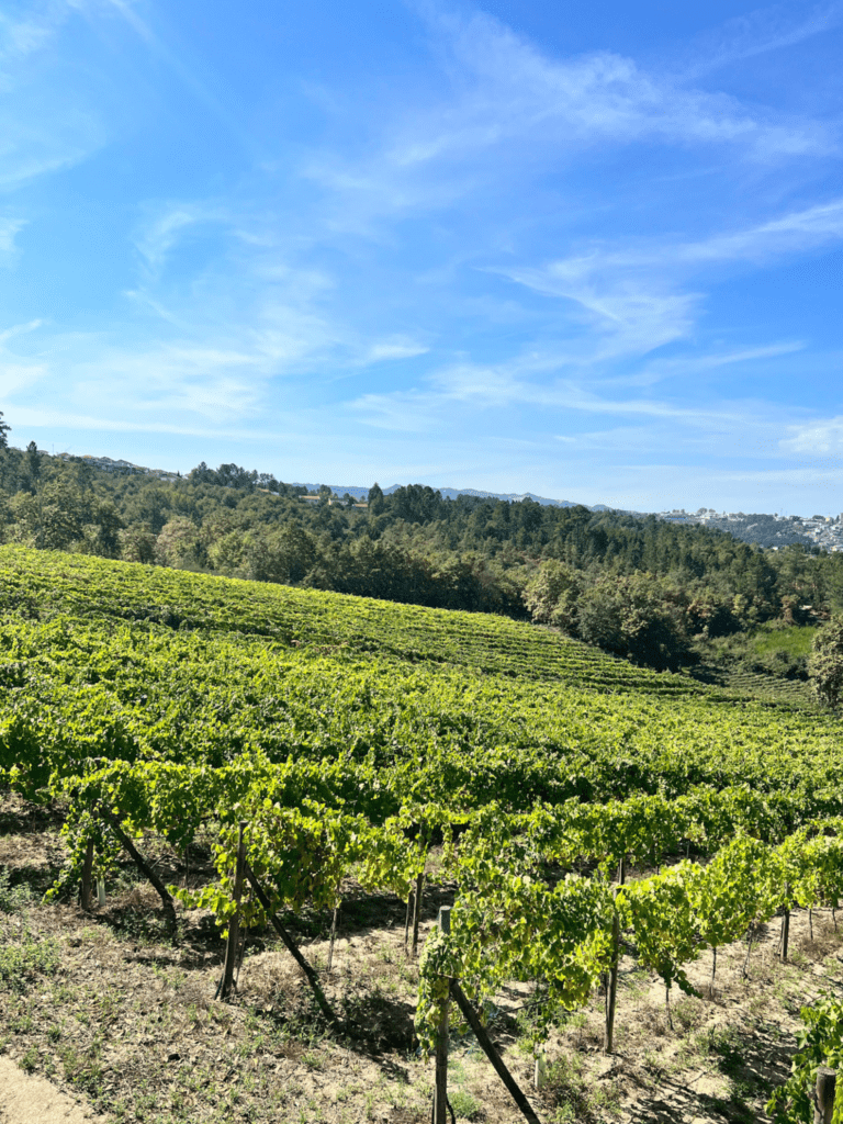 image of vineyards that span from Porto to the East coast of Portugal