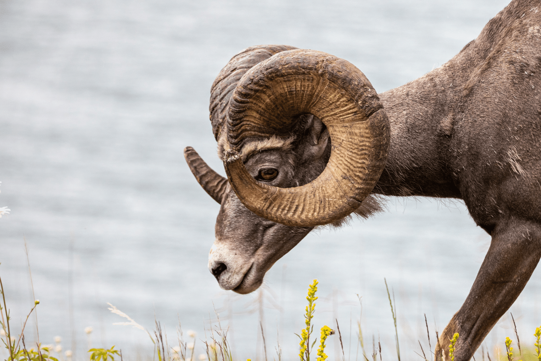 big horn sheep at Pristine Lake La Quinta