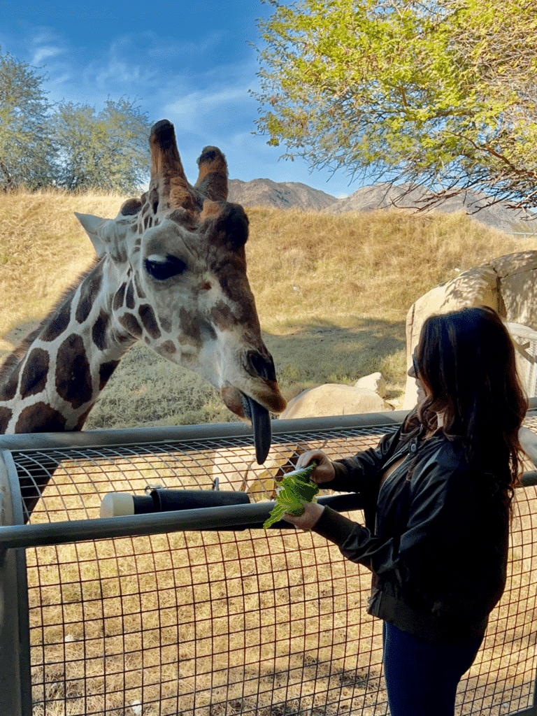 living desert girl feeding giraffe