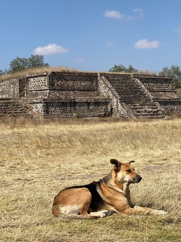 Dogs roaming the grounds of Teotihuacan Ruins during Mexico City Private tour