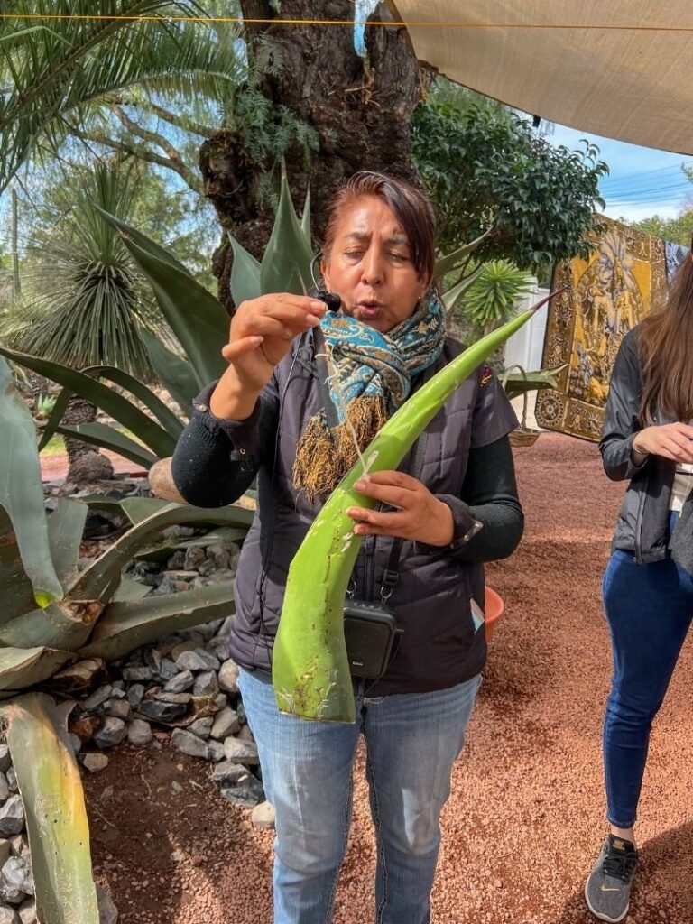 Mexico City Trip to local agave plant weaving shop. Imae shows agave plant needle used to weave blankets