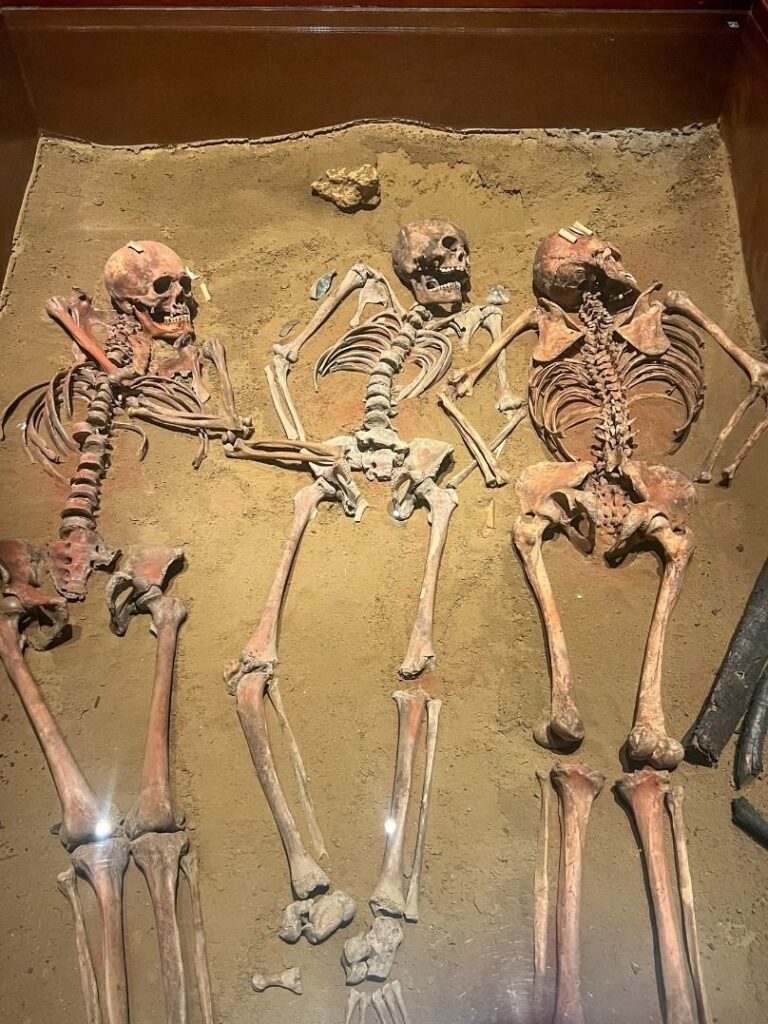 Skeletons displayed at the national museum of Anthropology in Mexico City