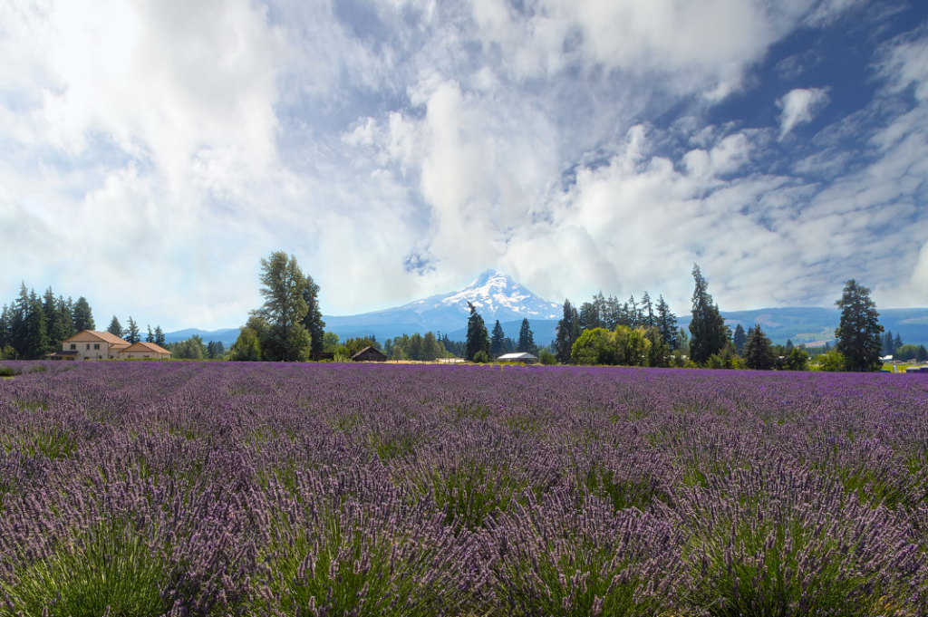 Bloom Season in Hood River