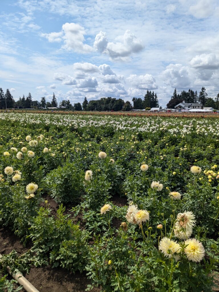 flower farms at swan island dahlias