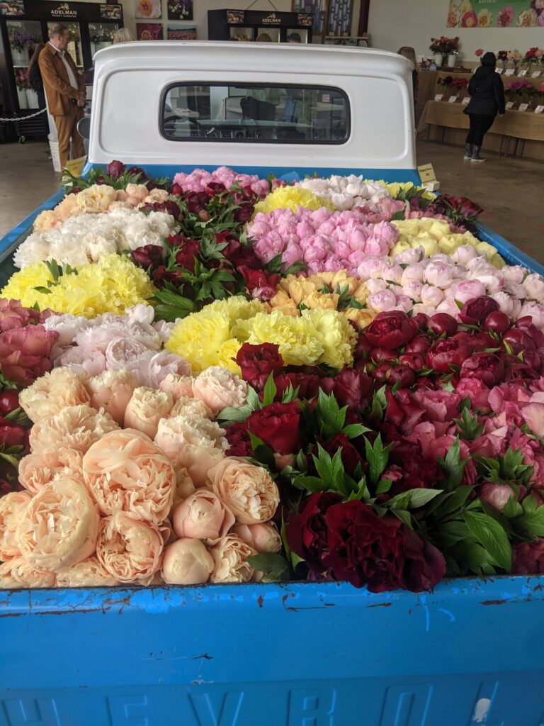 Prettiest flower fields to see Peonies in peak season near Salem, Oregon, in the beautiful Willamette Valley