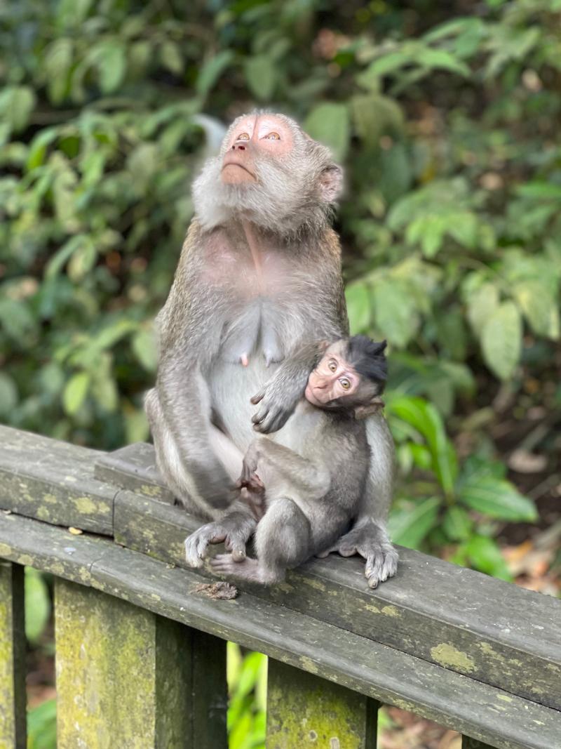 baby monkey with her mother at the Ubud Monkey forest