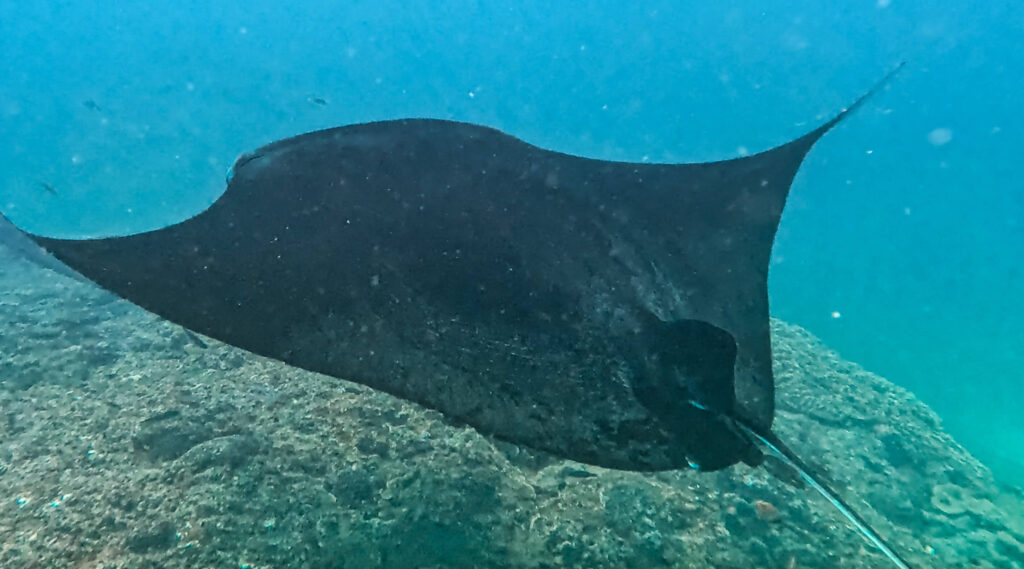 Dive into Manta Ray everyday life with a snorkel trip to Manta Point