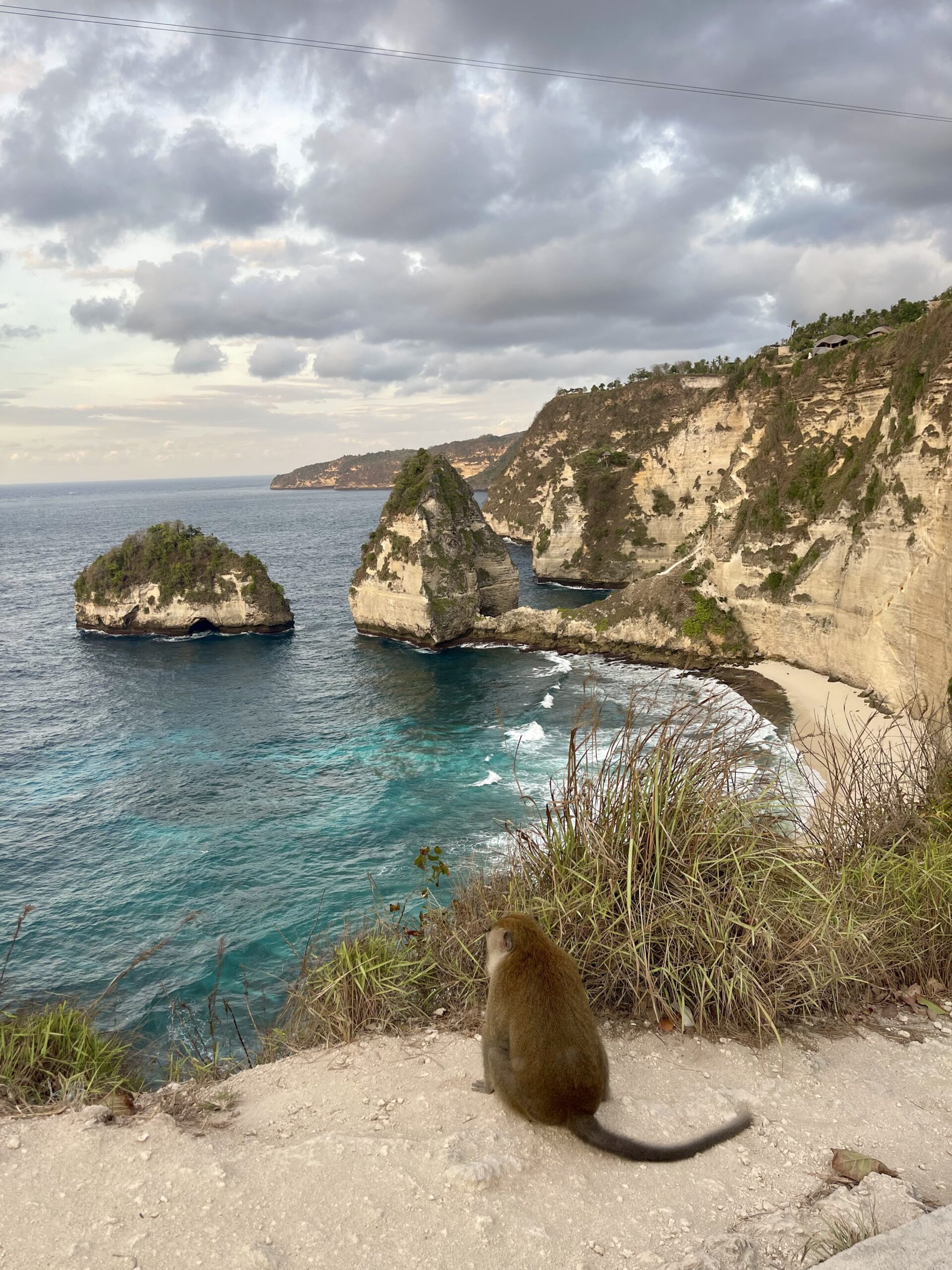 monkey sitting at the top of Diamond Beach on our Bali Itinerary