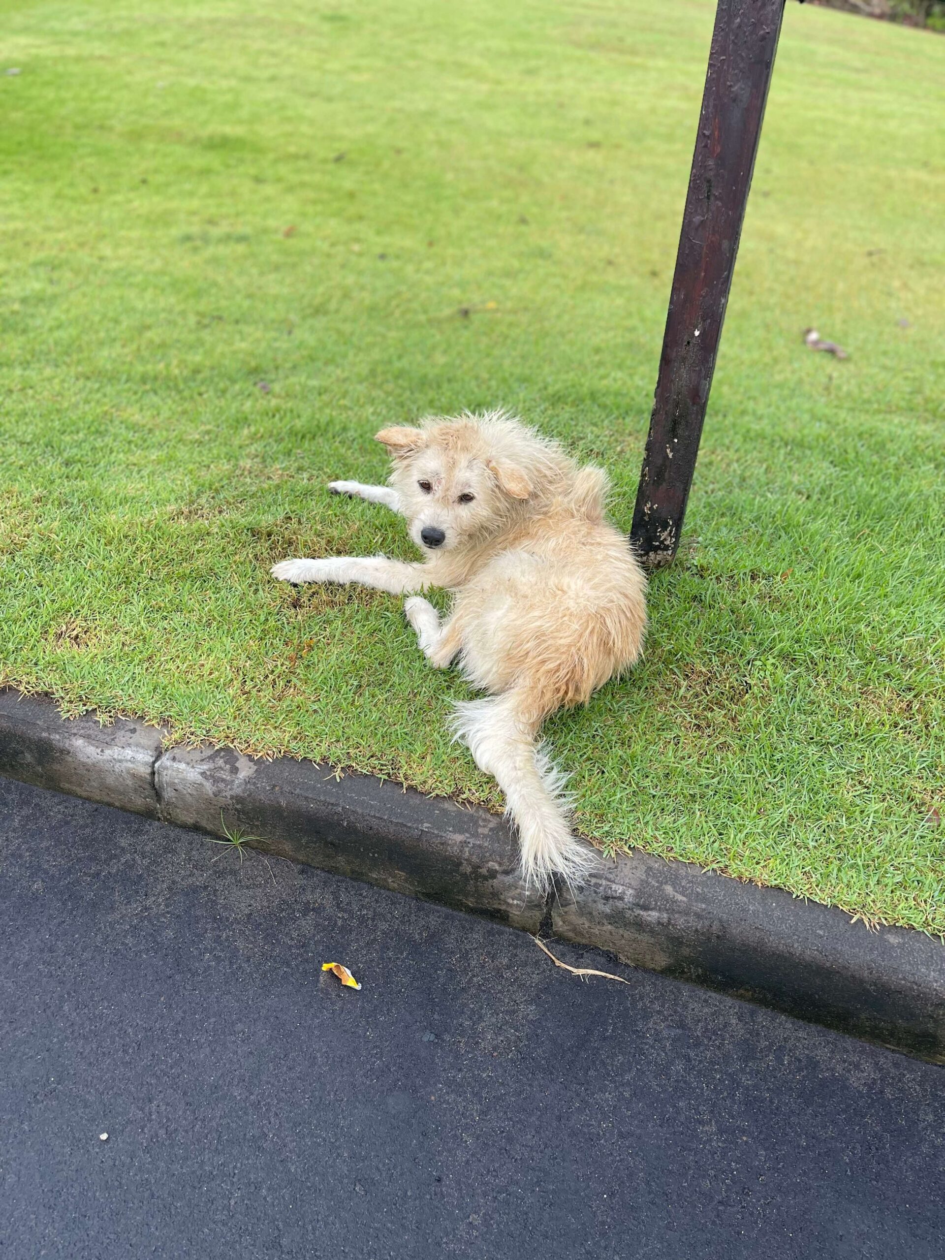 stray dog sitting on the New Kuta Golf Course