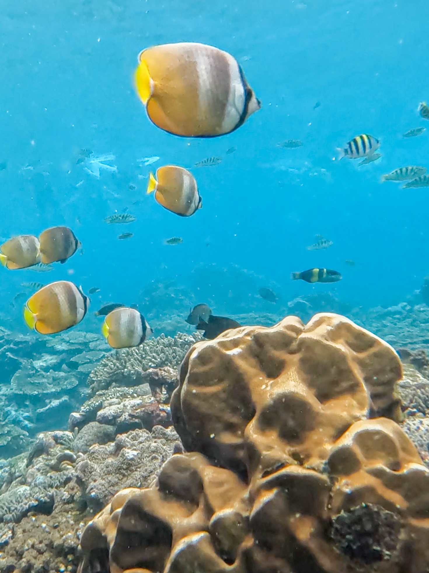 underwater-go-pro-shot-on-indonesian-island-snorkeling-trip